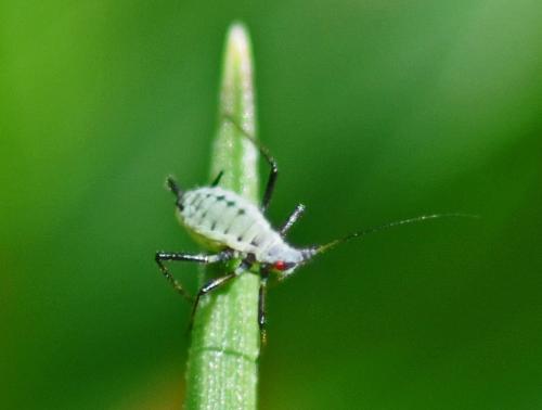 Macrosiphoniella artemisiae